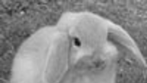 Niekedy je dobre povedať aj pravdu