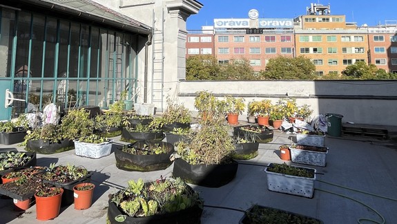 Vedeli ste? Na streche Starej tržnice vznikla záhrada, prvé  skúsenosti z pestovania prekvapujú