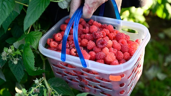 Letné ovocie:  Maliny sú mimoriadne zdravé, pomáhajú aj pri ochoreniach
