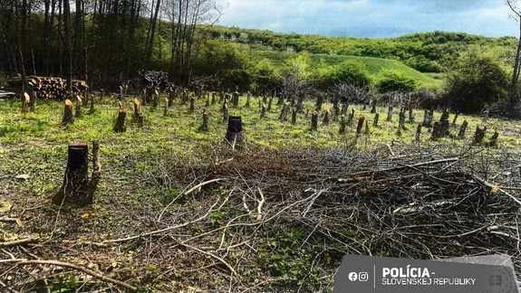 Polícia obvinila ženu z Pezinka pre protiprávny výrub 113 stromov, hrozia jej tri roky za mrežami