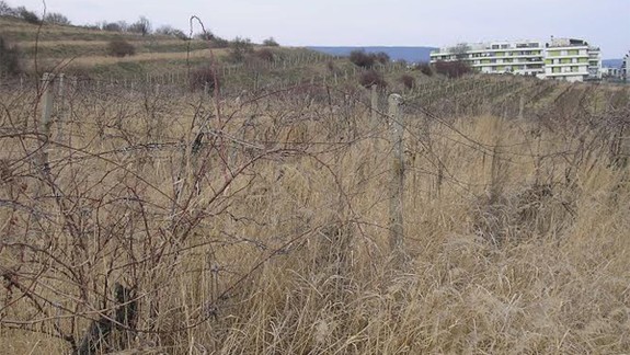 Prídu po výrube lesa na Kolibe na rad aj vinice?