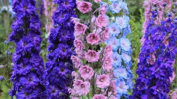 Začala sa výstava Flóra - jej symbolom sa tento rok stal kvet Delfinium 