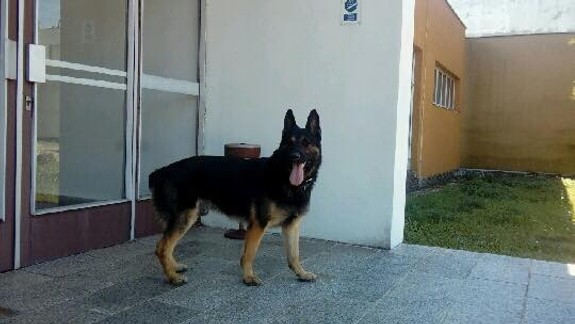 Tento policajný pes sa vyznamenal: Zavolali ho hľadať strateného chlapca