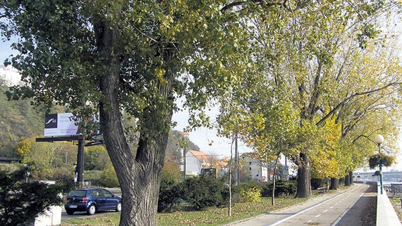 Výstavbe Zuckermandlu majú ustúpiť tri topole na nábreží