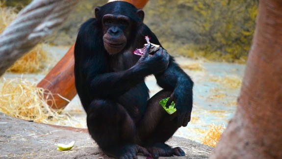 Oslávte Svetový deň šimpanzov v zoologickej záhrade, pripravený je špeciálny program