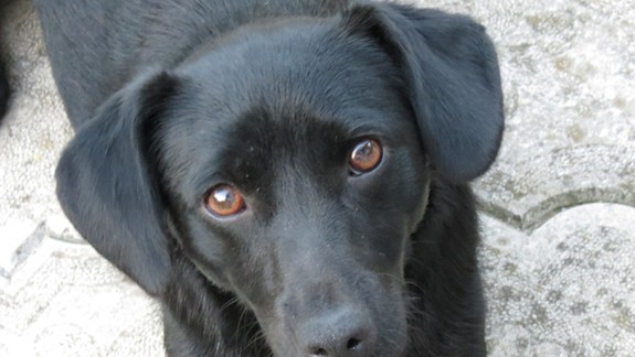 Prvý oplotený výbeh pre psy v Petržalke