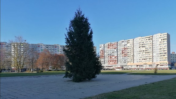 Petržalka osadila 10-metrový vianočný stromček, rozsvieti ho 5. decembra