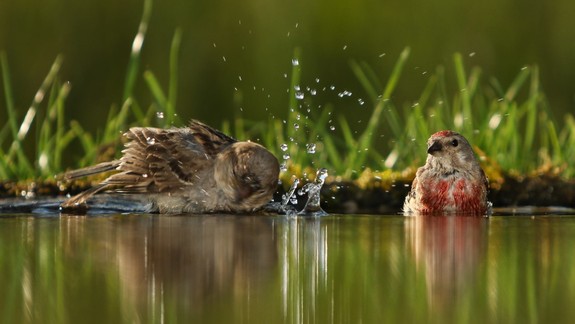 FOTO V horúčavách môže ísť vtákom aj o život. Takto im pomôžete