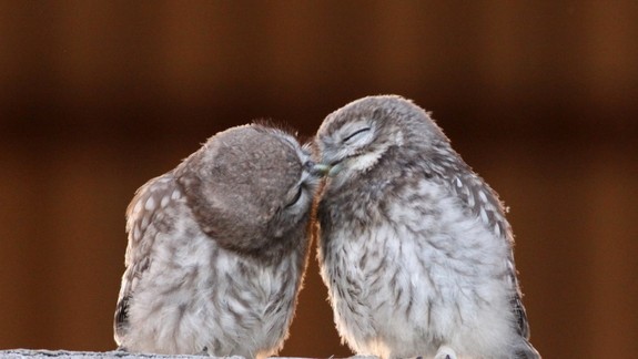 FOTO:  Aj vtáky majú svojho „Valentína“, ale lásku si vyznávajú inak než my...