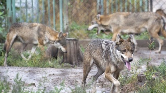 Odovzdaním starých elektrospotrebičov pomôžete vlkom v ZOO