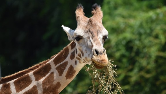Kaktusy, žirafy aj beh: Zoologická záhrada pripravila zážitkový víkend pre celú rodinu