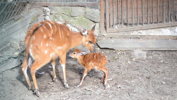FOTO Naozaj krásne: ZOO sa môže aj v zime pochváliť novými prírastkami