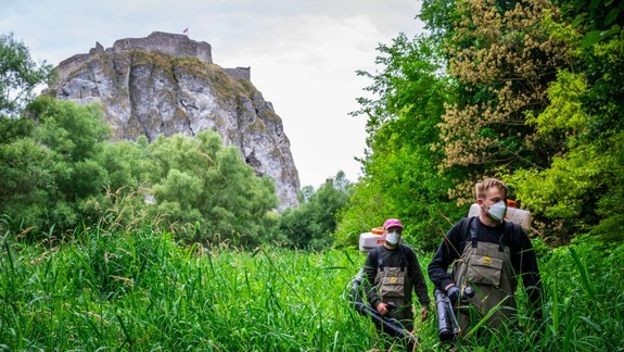 Bratislava spustila veľký zásah proti komárom v Devíne