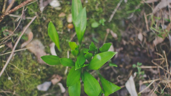 Aj na území Petržalky sa už rozbehol zber medvedieho cesnaku - viete, kde ho hľadať?