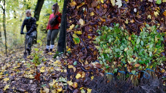 FOTO: Mesto vysadilo v Horskom parku tisíce nových sadeníc stromčekov