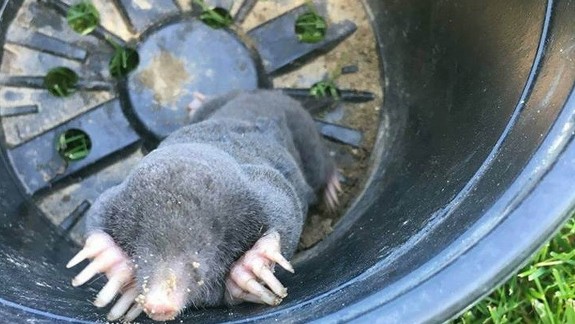 FOTO: Neodbytného krtka odviezli až do lesa a veria, že už sa do záhrady nevráti...