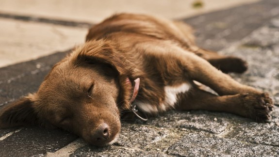 Radíme: Psy môžu mať alergie podobne ako ľudia, je potrebné ich liečiť