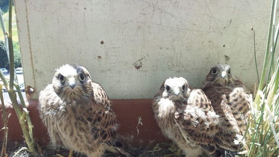 VIDEO: Čo robiť, keď k vám priletí sokol?