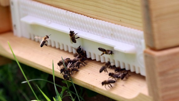 V Devíne sa vyskytol mor včelieho plodu, veterinárna správa prijala opatrenia