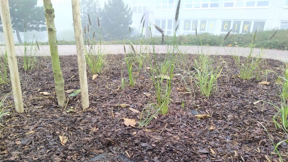 FOTO: V Karlovej Vsi sa niekto ulakomil na okrasnú zeleň a povytrhával ju spred školy...