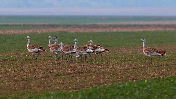 Úspech ochranárov: V chránenom území Sysľovské polia zimuje viac ako 580 dropov
