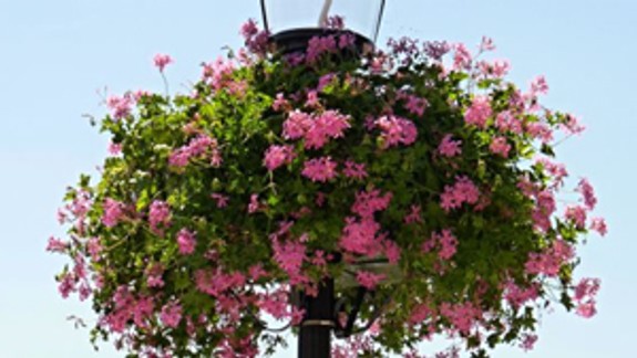 Biskupické Trojičné námestie skrášlia kvety