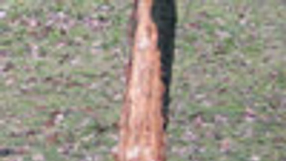 Samospráva chce zamedziť ničeniu stromov