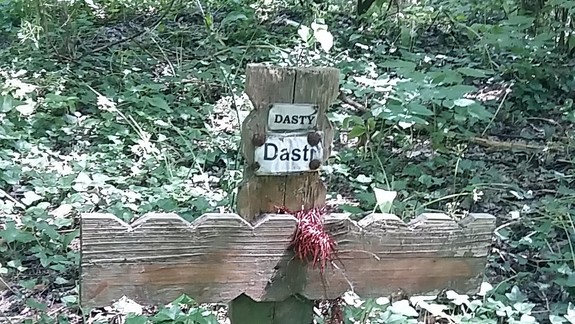 V lesíkoch pribúdajú psie hroby: Vytvoria zvierací cintorín?