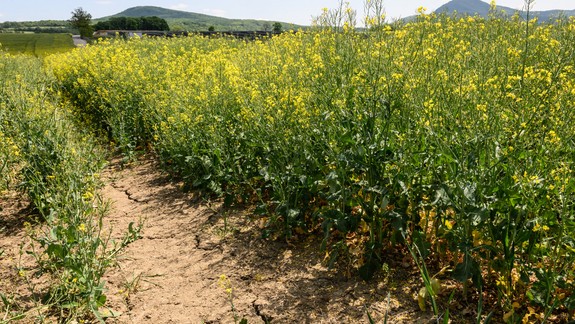 Čaká nás extrémny víkend, horúčavy sa budú stupňovať, v nedeľu môže teplota dosiahnť 40 °C