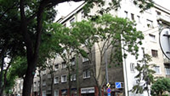 Stromy na Záhradníckej neboli už 23 rokov pristrihnuté