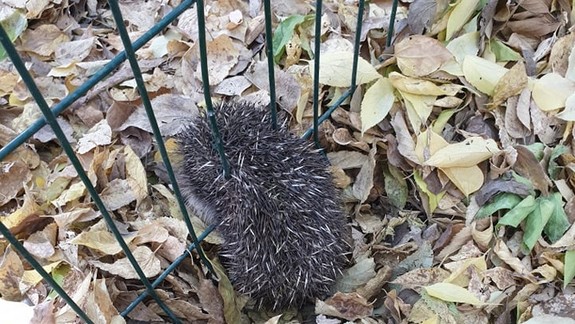 Ježkovia sa už ukladajú na zimný spánok, ako im môžete pomôcť?