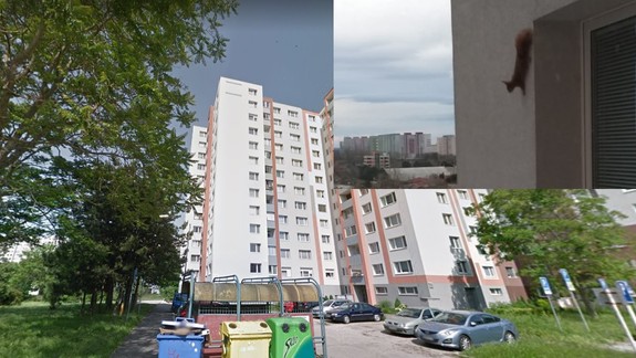 FOTO: Takúto návštevu by ste na 10. poschodí v paneláku asi nečakali...