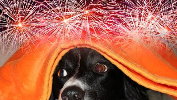 Enviro: Domáci miláčik by nemal byť počas Silvestra sám - môže zažiť neuveriteľný strach a stres!