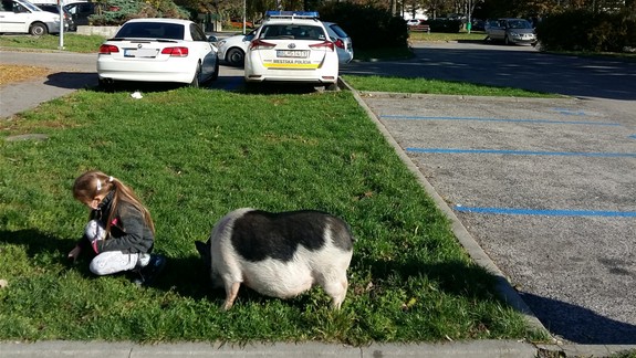 Videli ste ho už? Prasiatko medzi petržalskými panelákmi, aký upokojujúci pohľad