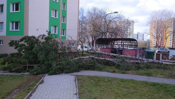 FOTO Zostaňte radšej doma: Silný vietor vyvracia stromy po celom meste