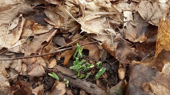 V Petržalke už vykukli prvé snežienky, môžeme ich však zbierať?