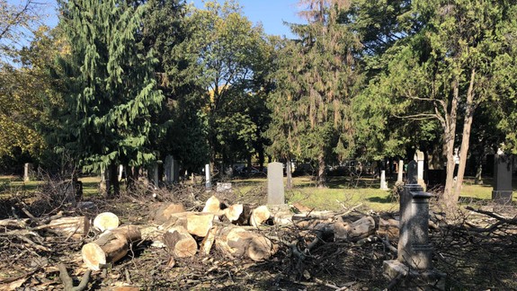 FOTO: Na Ondrejskom cintoríne vyrúbali sedem stromov - zisťovali sme prečo