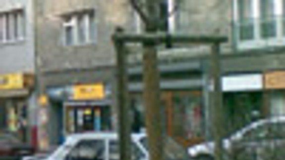 V Starom Meste ešte vysádzajú stromy