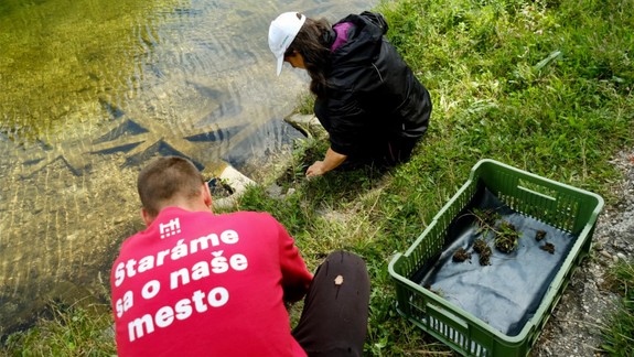 Zeler plazivý z Chorvátskeho ramena už má svoj nový domov