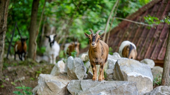 Dobrá správa: Gazdovský dvor v zoologickej záhrade bude opäť sprístupnený návštevníkom