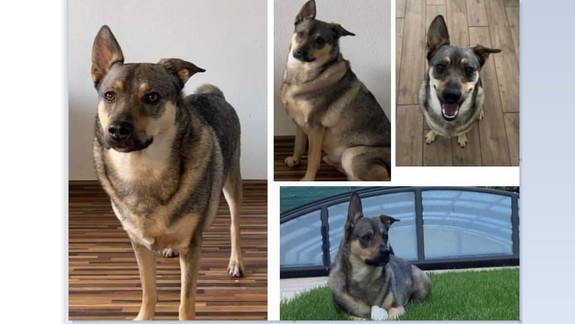 Stane sa ešte zázrak? Zúfalá rodina už celé mesiace hľadá strateného psíka Baliho