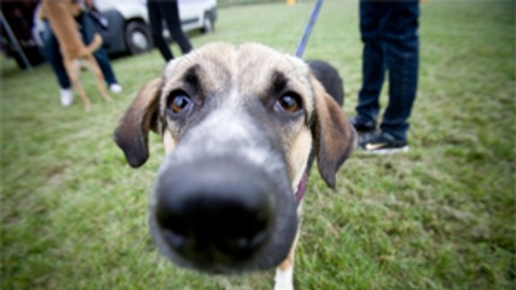 Mestská polícia kontrolovala majiteľov psov