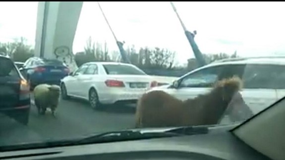 VIDEO: Po moste Apollo behali popri autách poník a ovečka! 