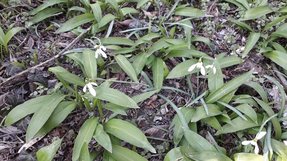 Zákaz aj v petržalskom lese: Kde v Bratislave hrozí pokuta za trhanie medvedieho cesnaku či snežienok