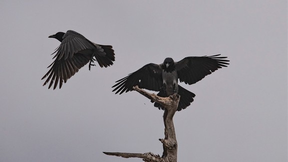 Ako vo filme: Bratislavčania si sťažujú na útočiace vrany