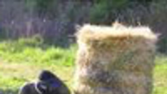 Lukostrelecký a paintballový klub Elán