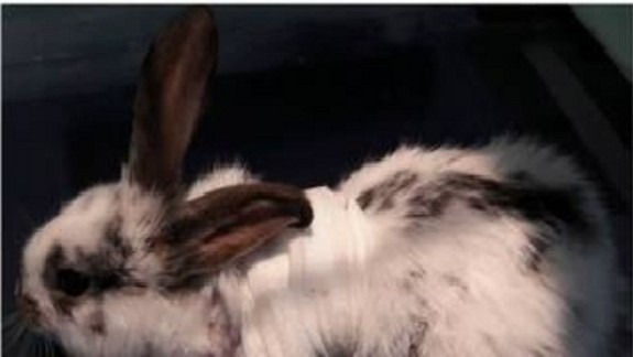 Prípad týrania králikov na Zlatých pieskoch: Zistili sme podrobnosti