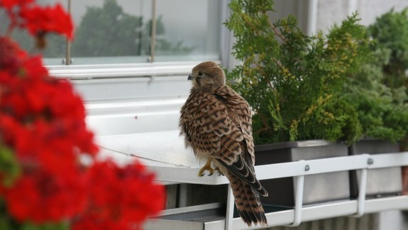 Je ideálny čas na pozorovanie vtákov, veľa ich žije aj v okolí ľudských obydlí