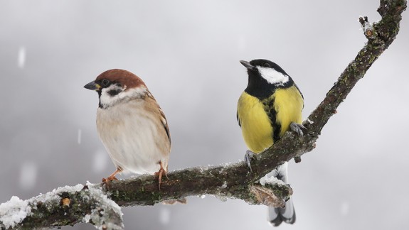 Viete, ako správne prikrmovať vtáctvo v zimnom období?