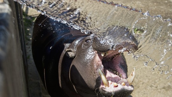 Pripomíname: Svetový deň zvierat môžete dnes osláviť v ZOO, kde na vás čaká zaujímavý program